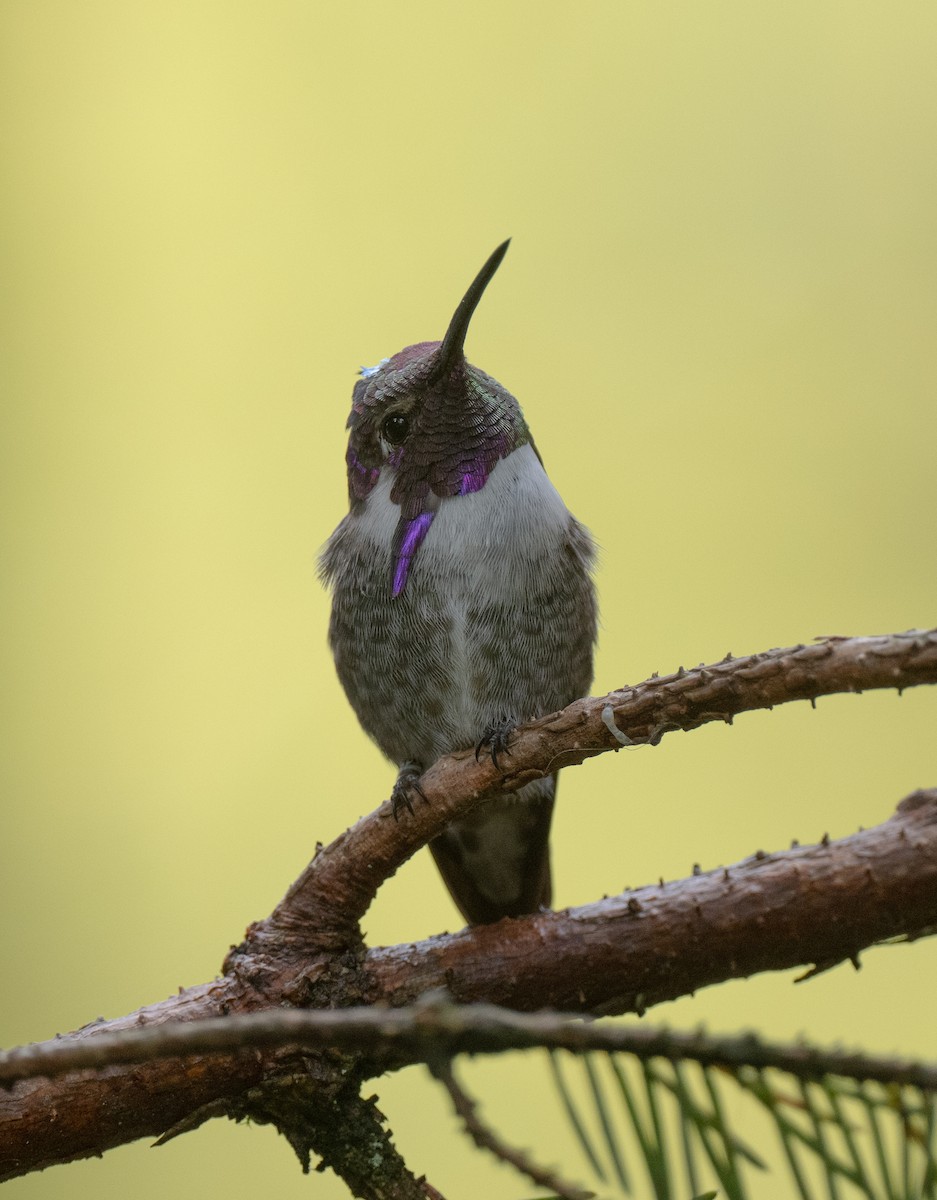 Costa's Hummingbird - ML623433112