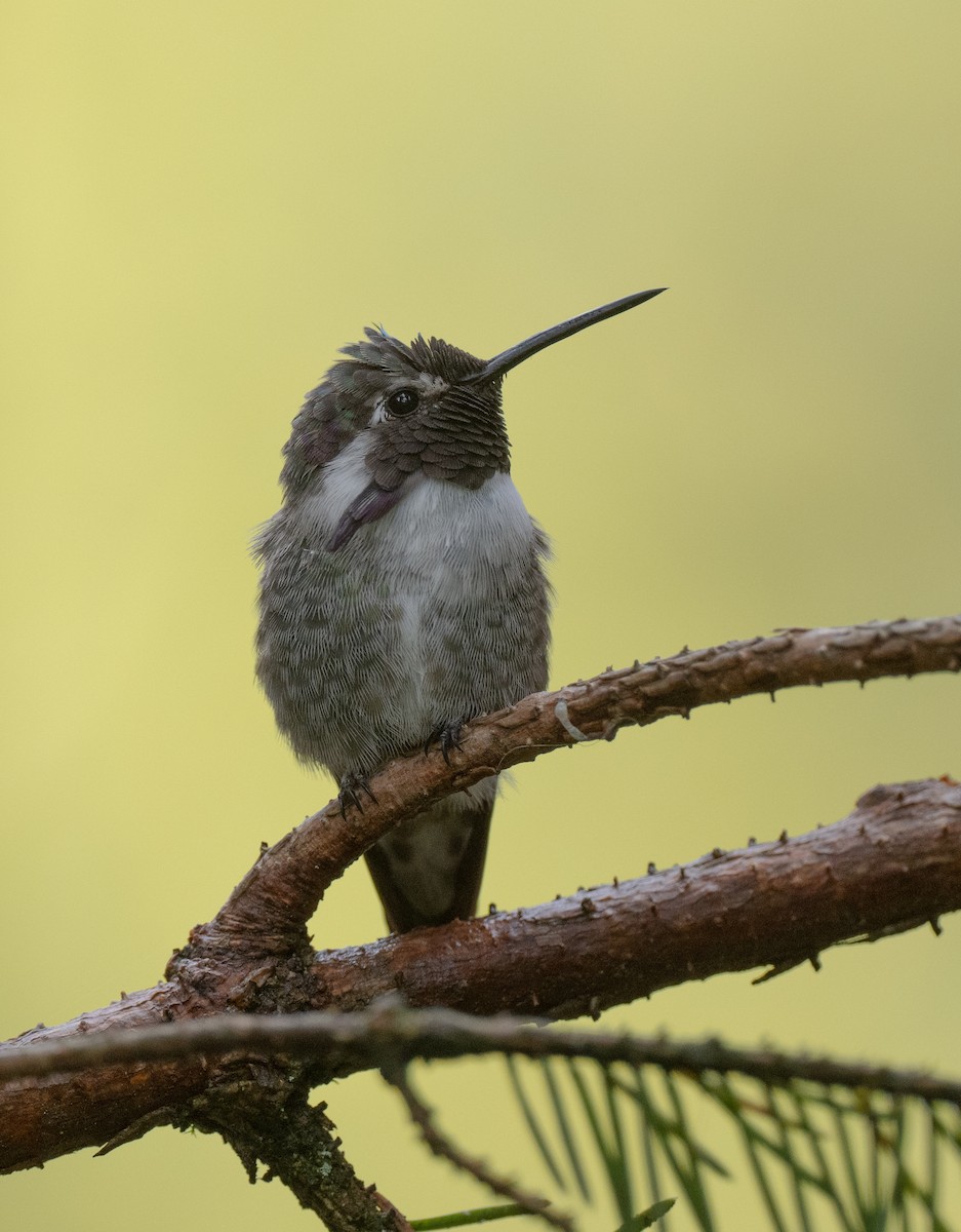 Costa's Hummingbird - ML623433113