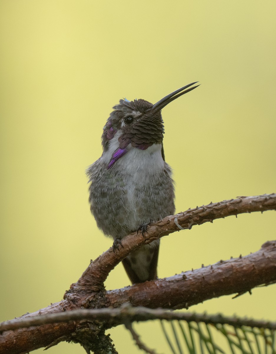 Costa's Hummingbird - ML623433115