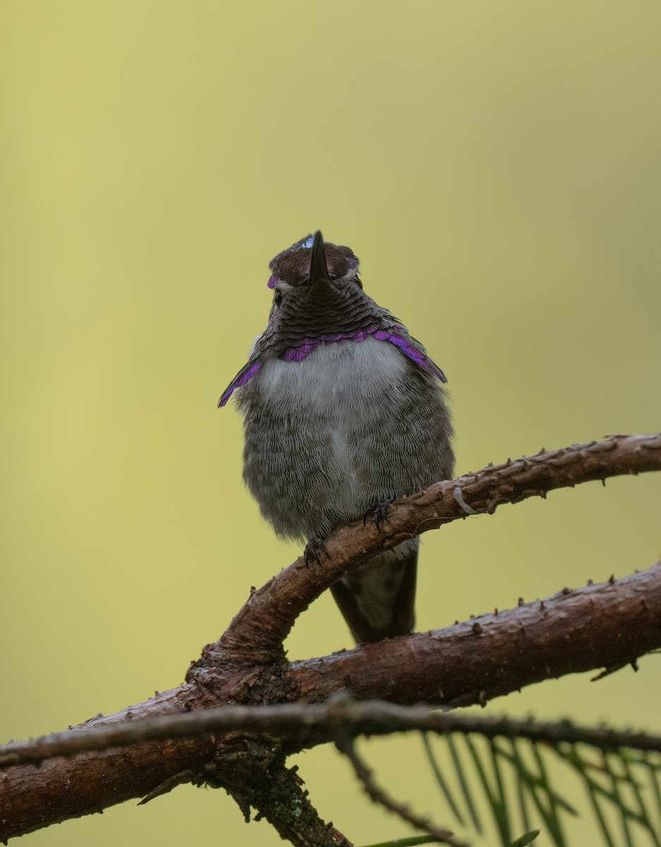 Costa's Hummingbird - ML623433116