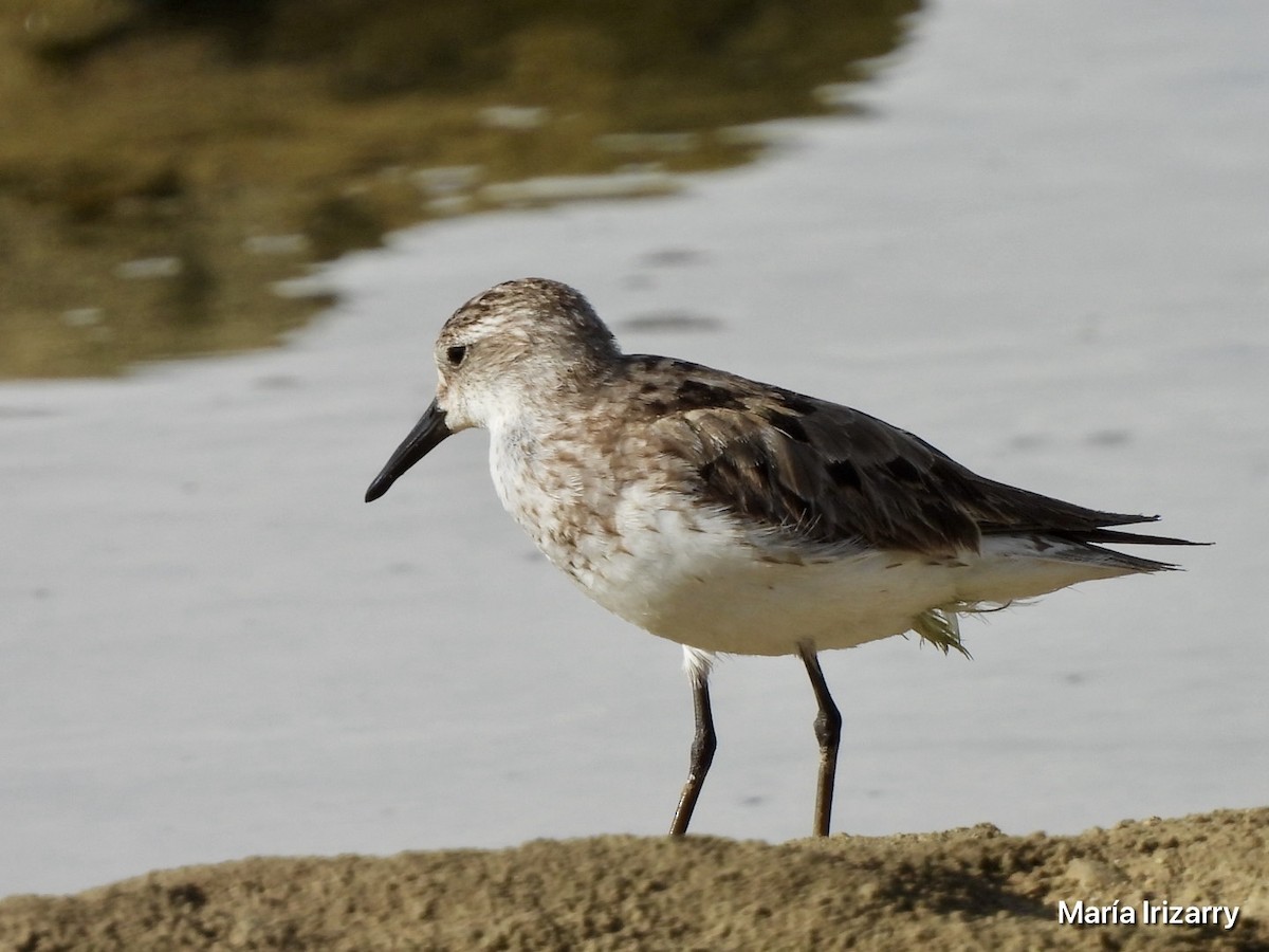 Sandstrandläufer - ML623433118