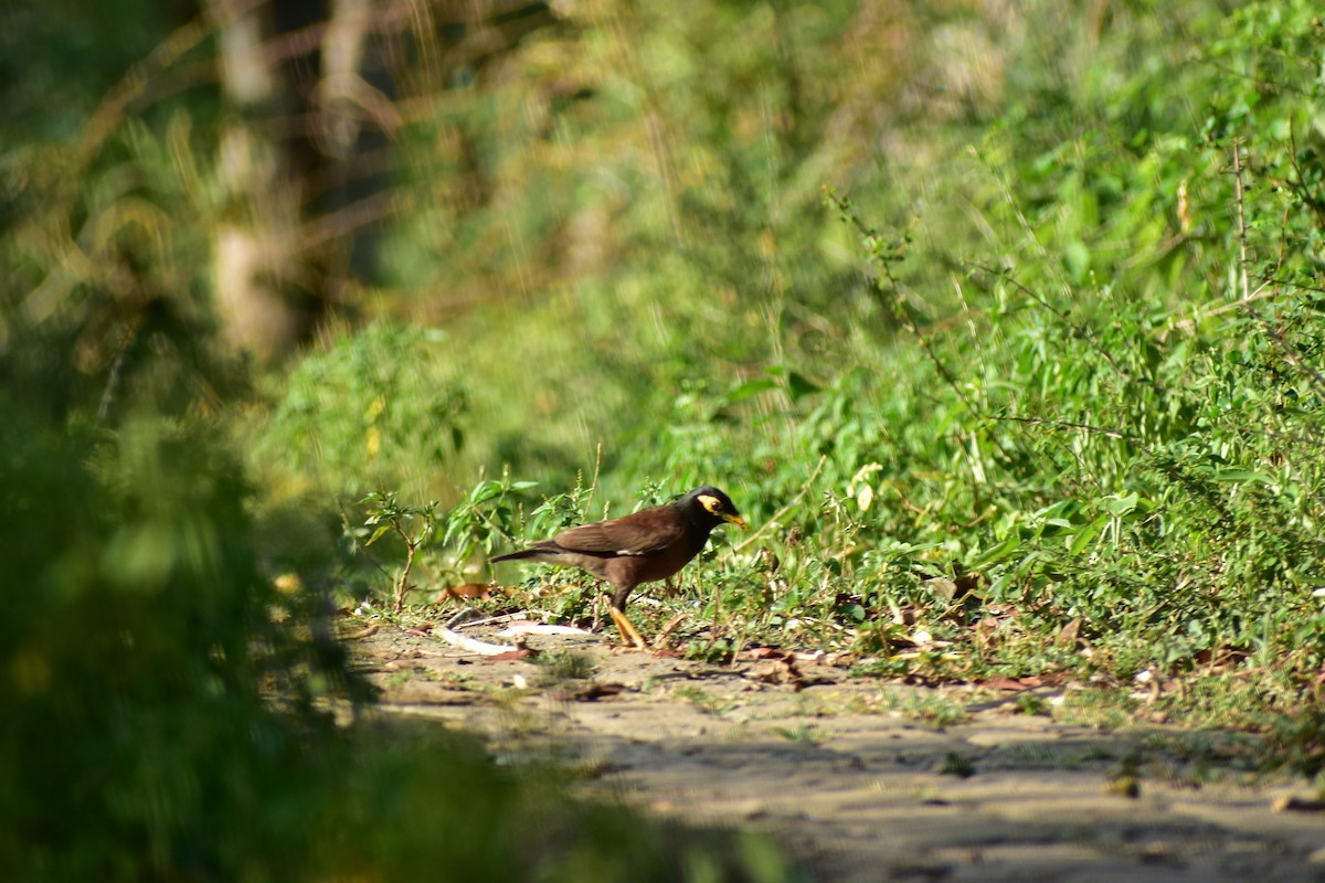 Common Myna - ML623433120