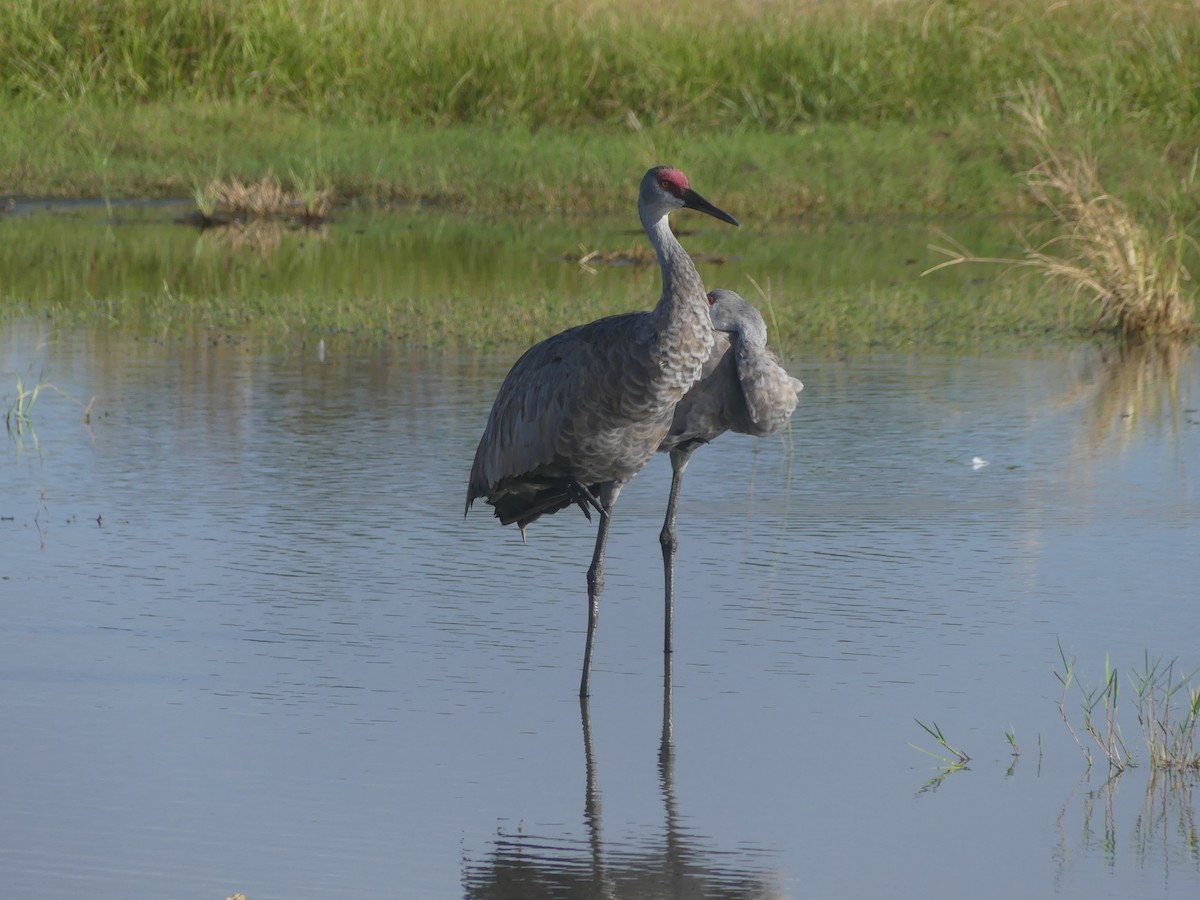 Sandhill Crane (pratensis) - ML623433125