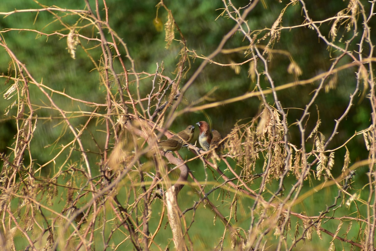 Scaly-breasted Munia - ML623433127