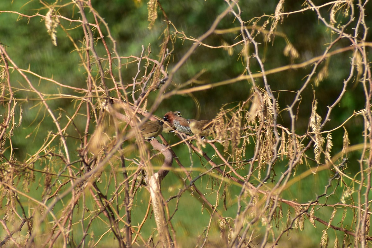 Scaly-breasted Munia - ML623433128