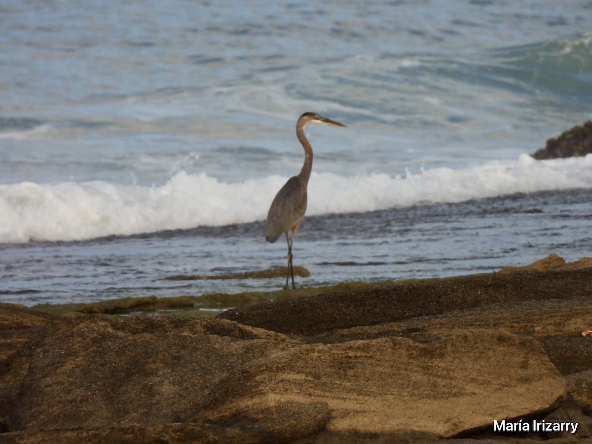 Great Blue Heron - ML623433138