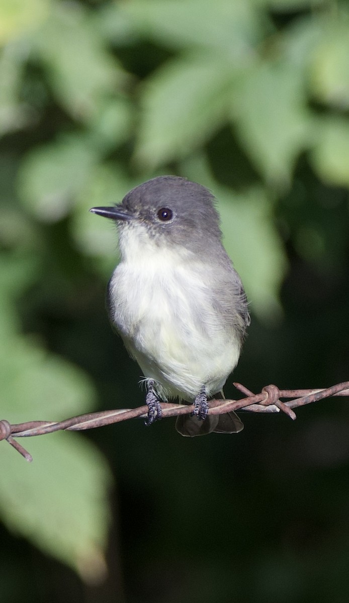 Eastern Phoebe - Tim Ray