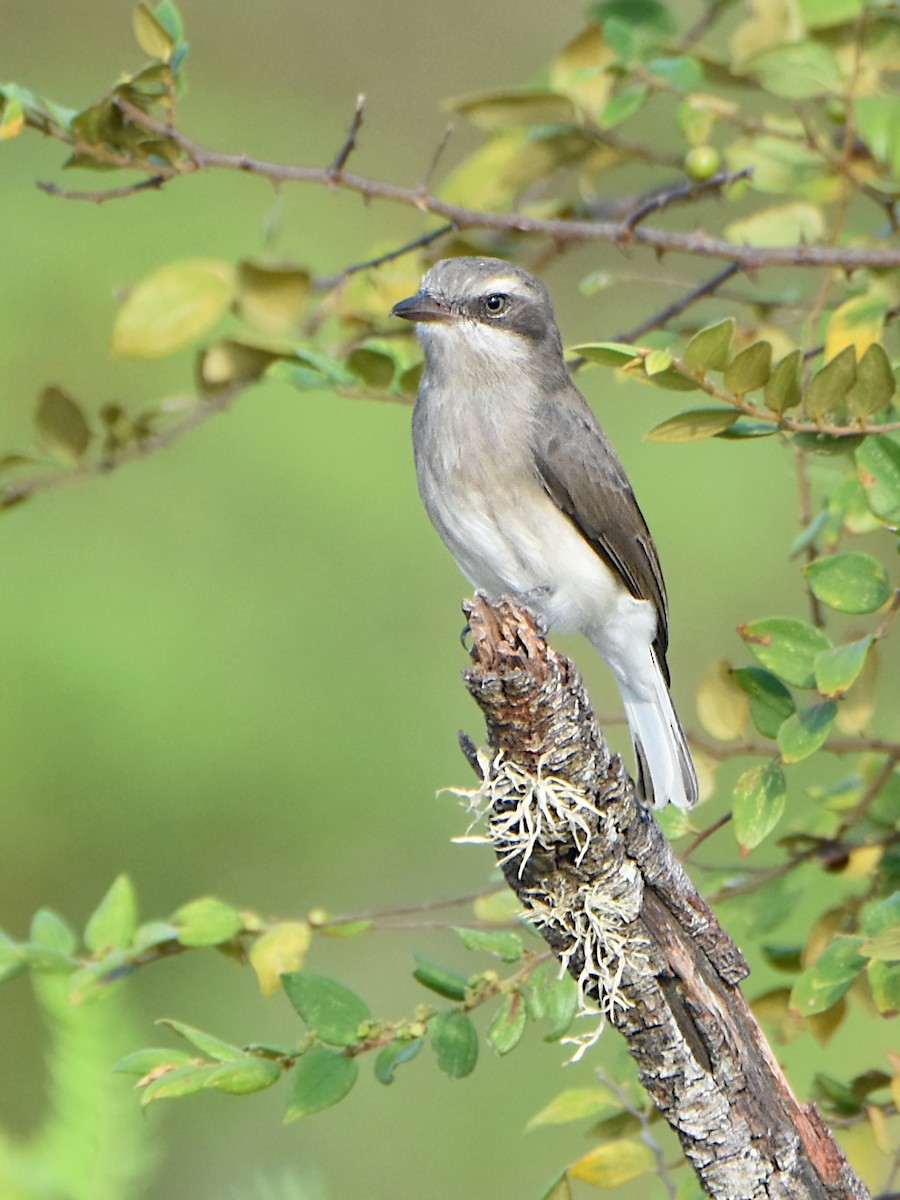 Sri Lanka Woodshrike - ML623433193