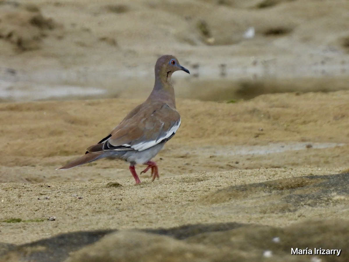 White-winged Dove - ML623433194