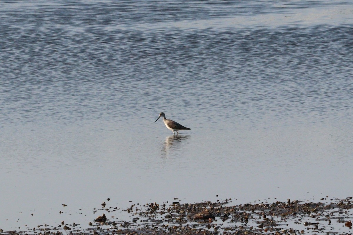 Greater Yellowlegs - ML623433210