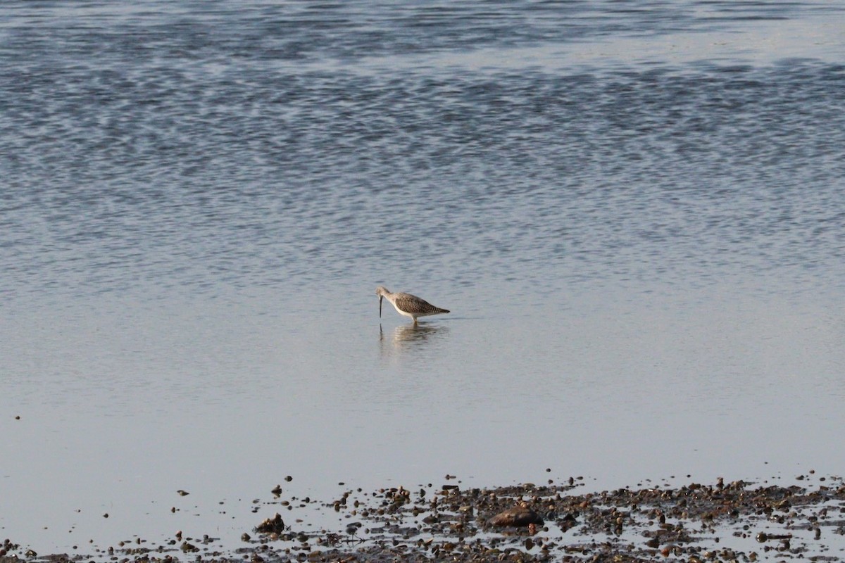 Greater Yellowlegs - ML623433211