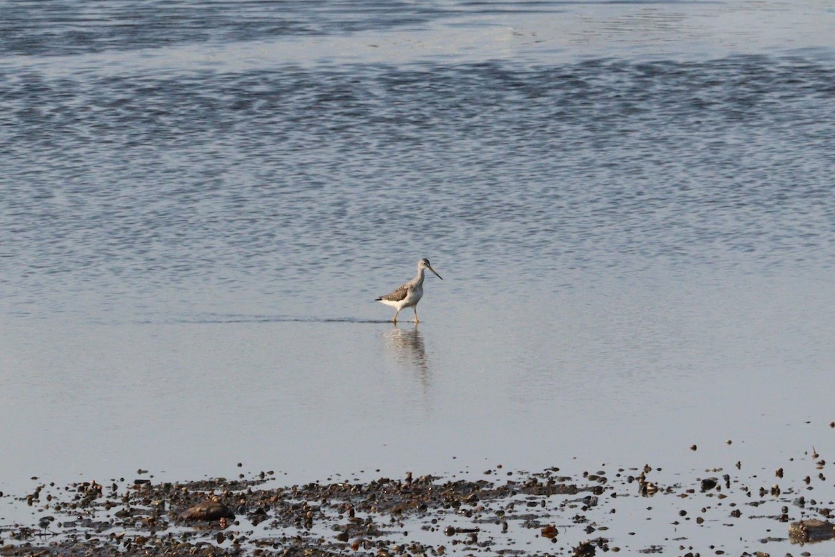 Greater Yellowlegs - ML623433212