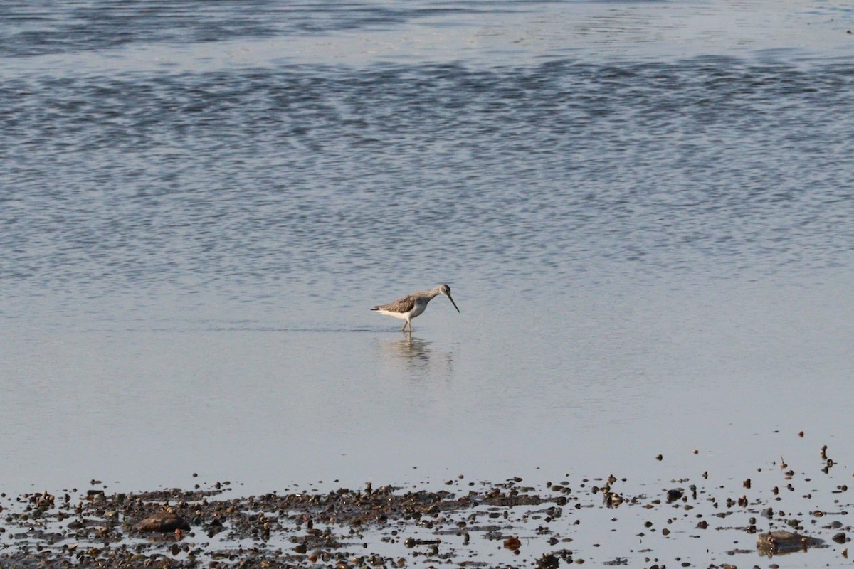 Greater Yellowlegs - ML623433213