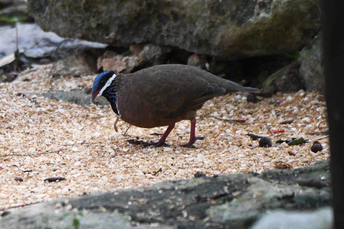 Blue-headed Quail-Dove - ML623433222