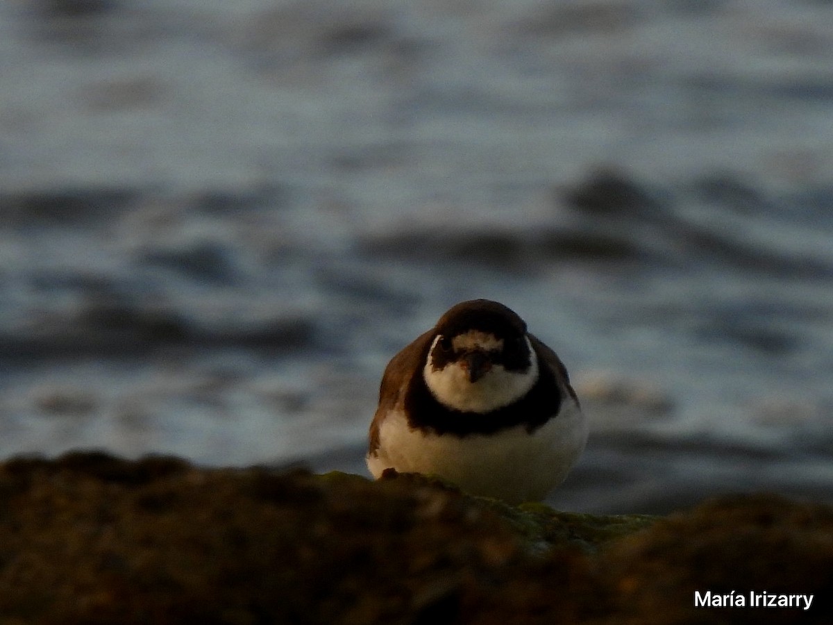 Semipalmated Plover - ML623433239