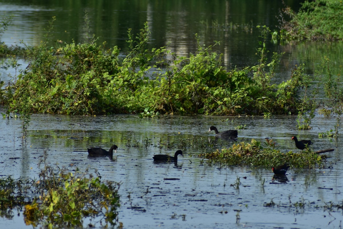 Eurasian Coot - ML623433256