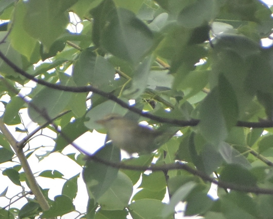 Western Crowned Warbler - ML623433258