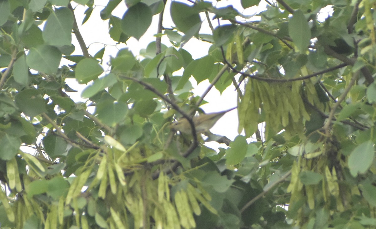 Western Crowned Warbler - akshit dua