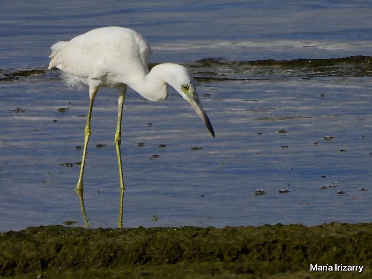 Little Blue Heron - ML623433263