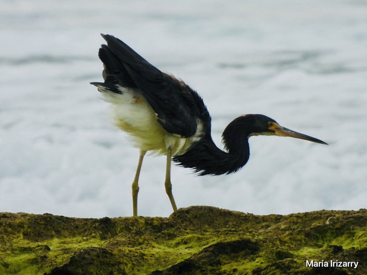 Tricolored Heron - Maria del R Irizarry Gonzalez