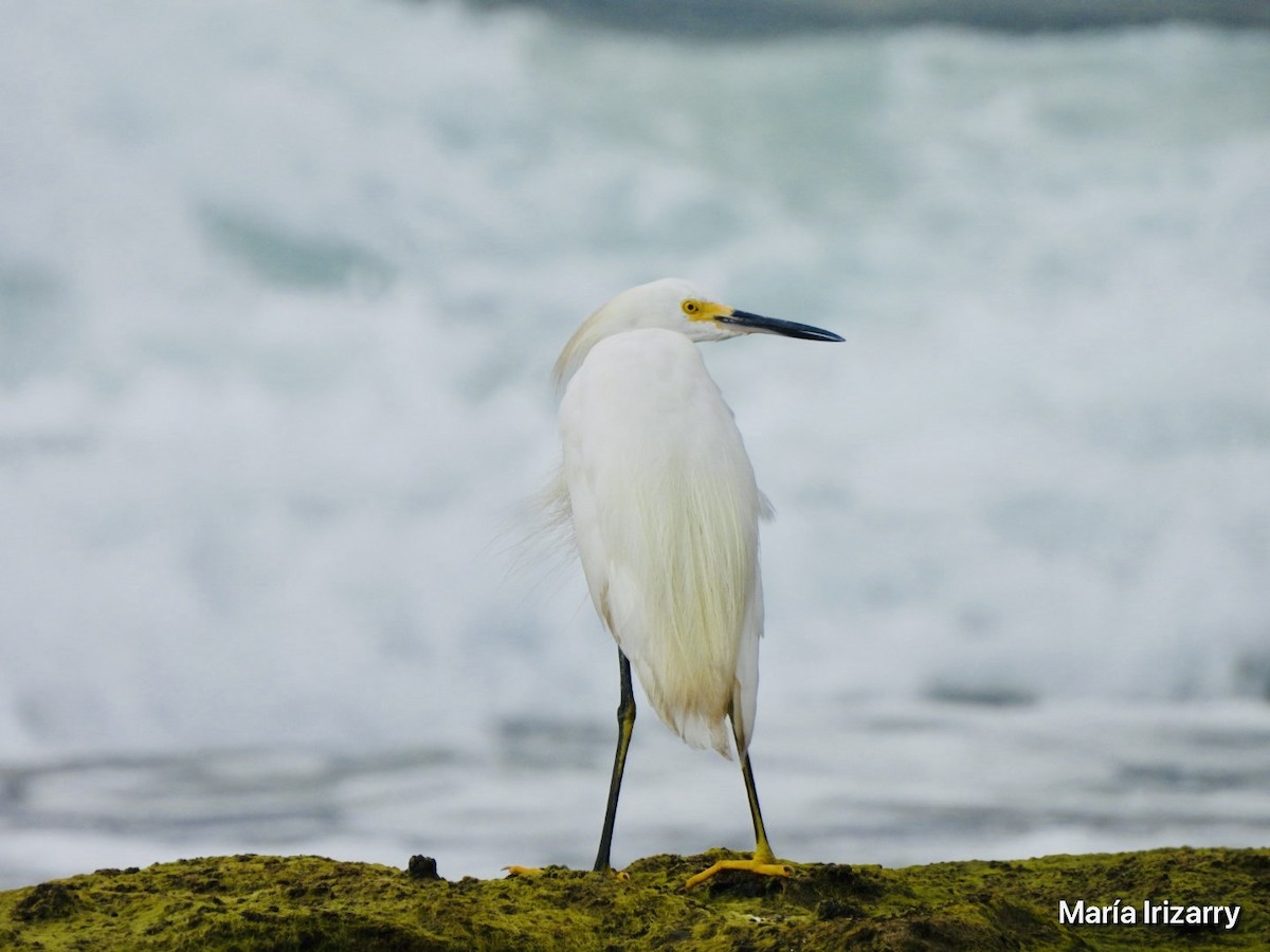 Snowy Egret - ML623433290