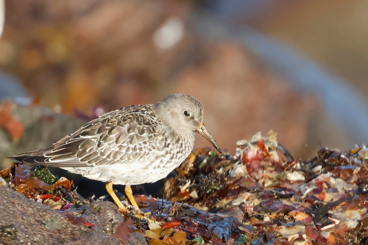 Meerstrandläufer - ML623433306