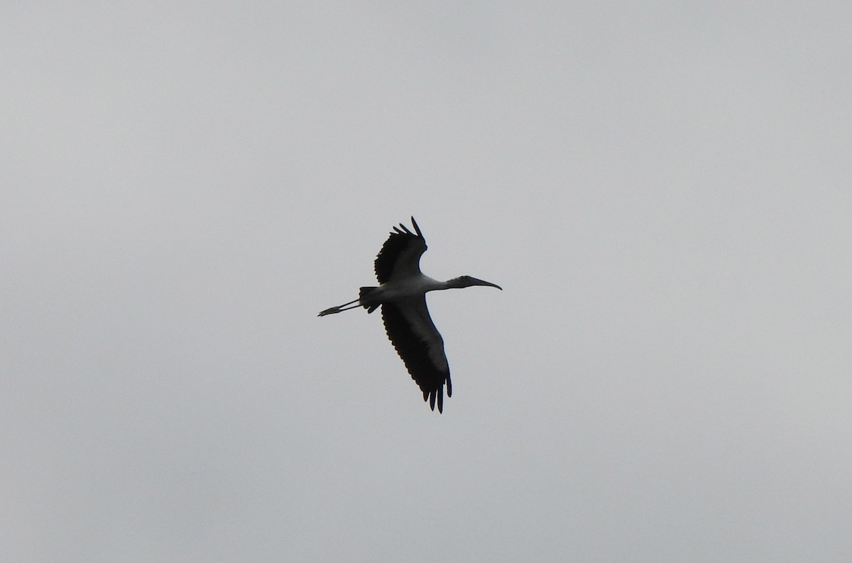 Wood Stork - ML623433333