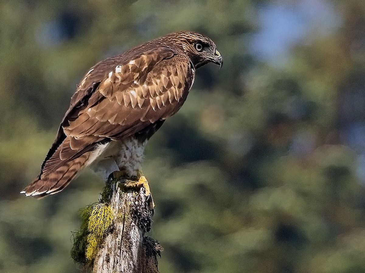 Red-tailed Hawk - Blair Bernson