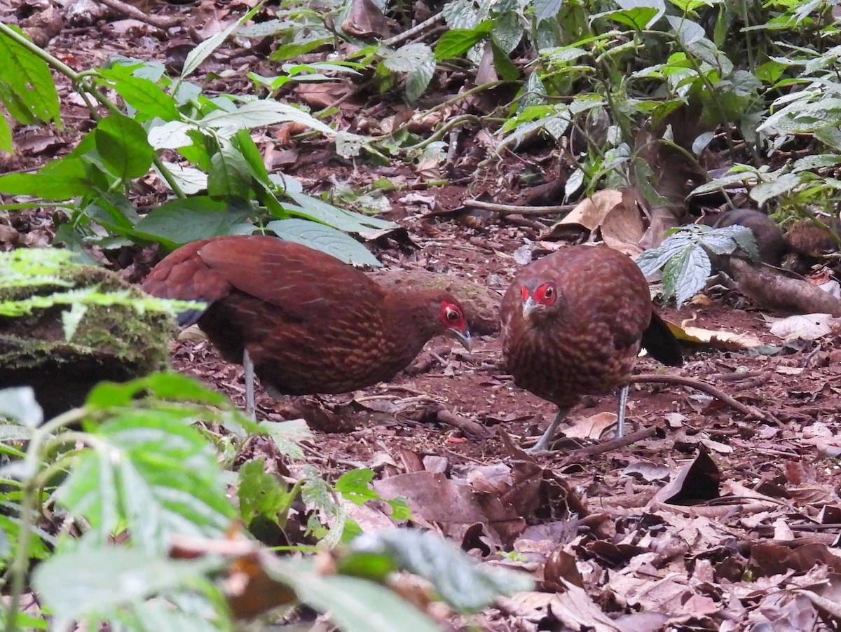 Salvadori's Pheasant (Salvadori's) - ML623433369