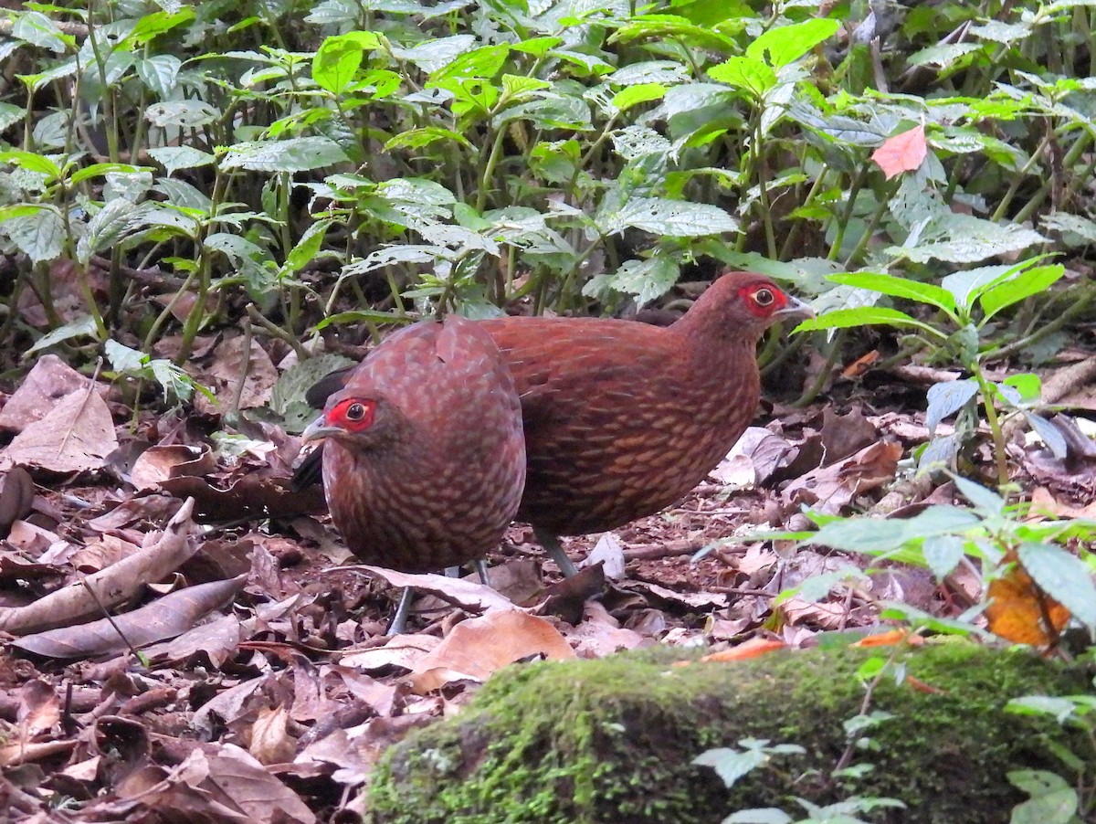 Salvadori's Pheasant (Salvadori's) - ML623433370