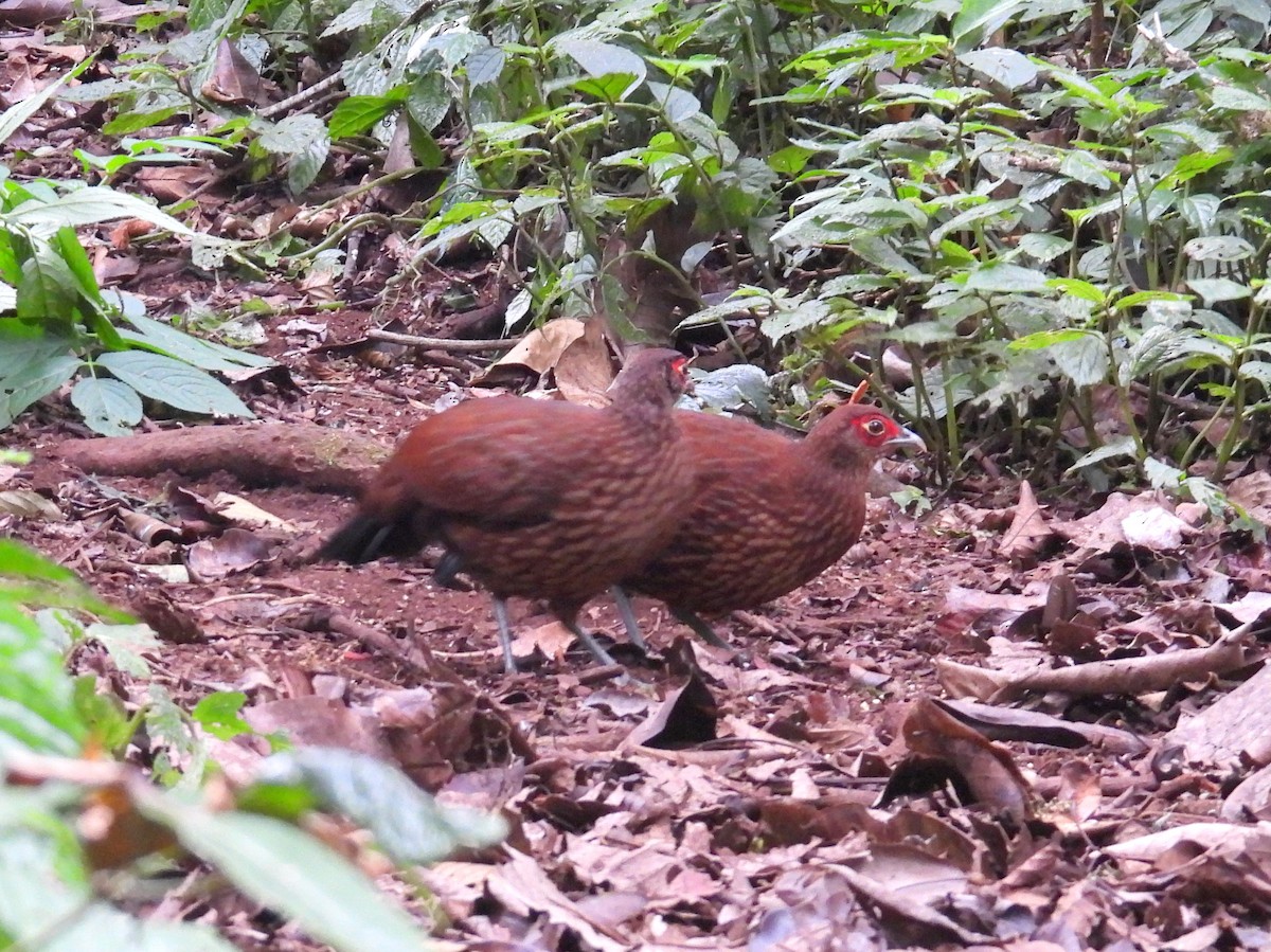 Salvadori's Pheasant (Salvadori's) - ML623433371