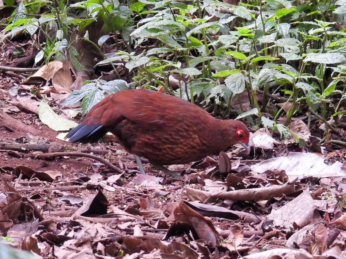 Salvadori's Pheasant (Salvadori's) - ML623433399