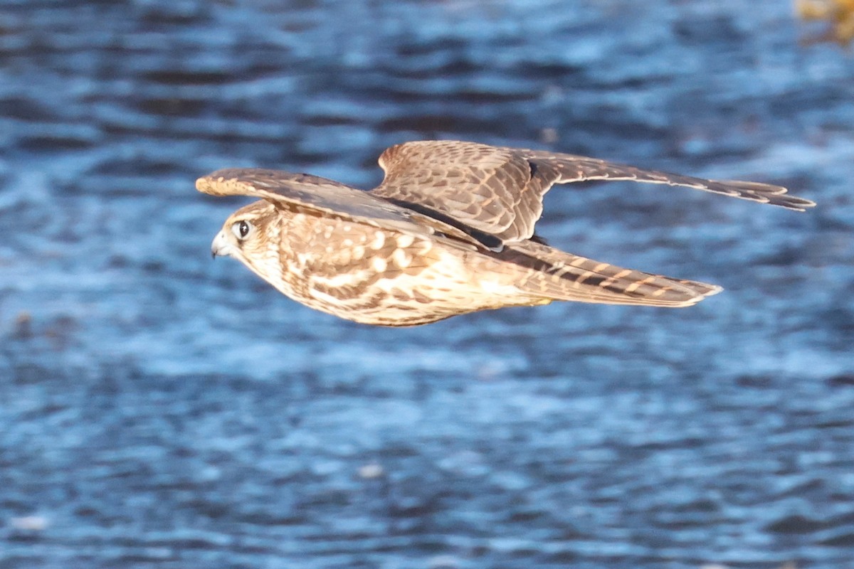 Merlin (Eurasian) - ML623433416