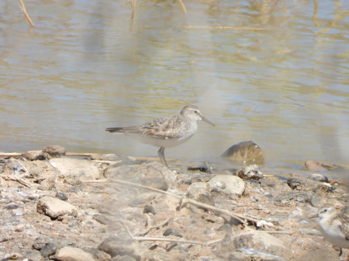 White-rumped Sandpiper - Miguel Hernández Santana