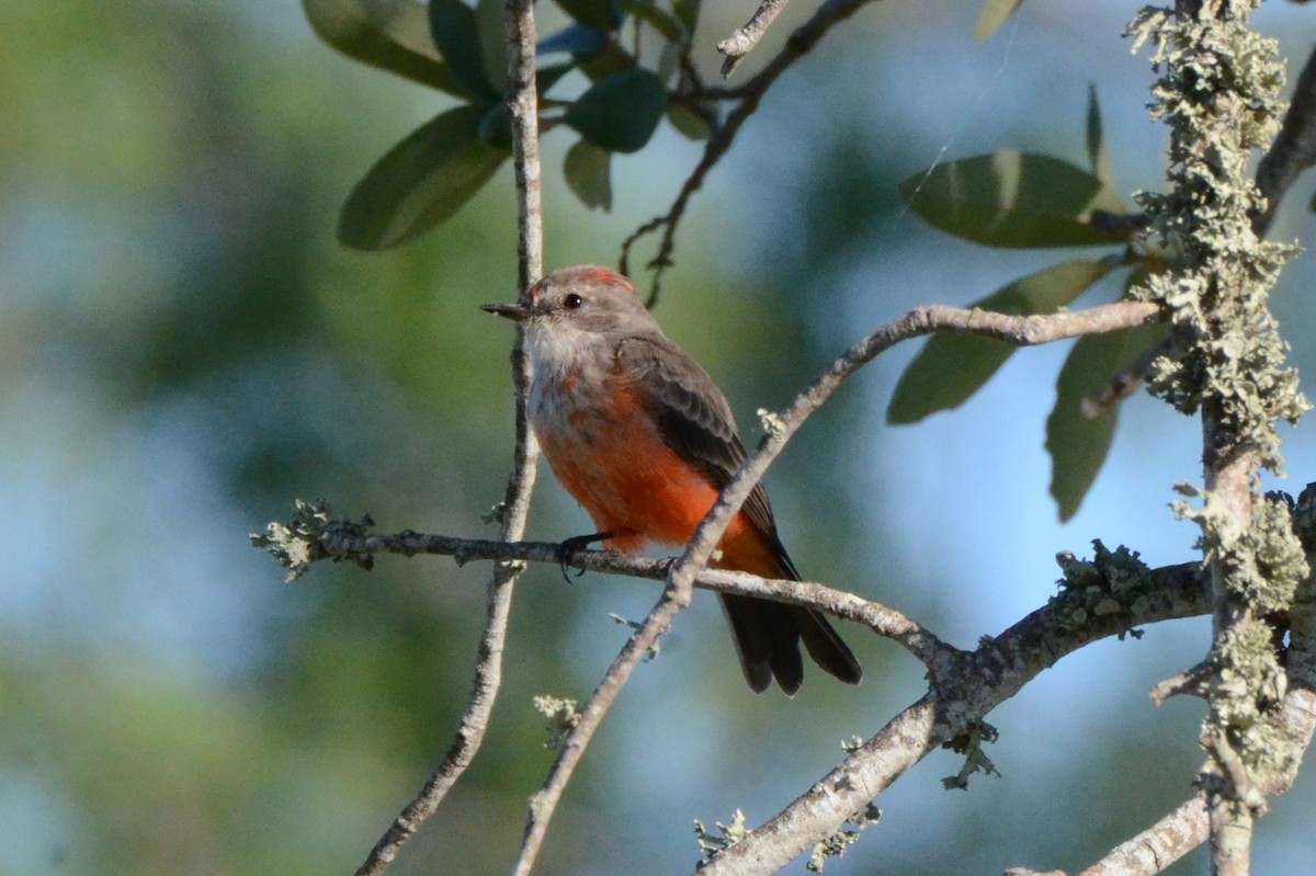 Vermilion Flycatcher - ML623433475