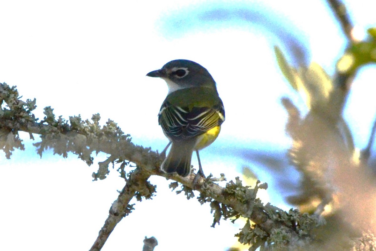 Blue-headed Vireo - ML623433488