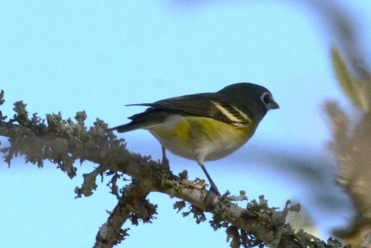 Blue-headed Vireo - ML623433489