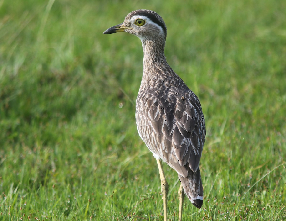 Double-striped Thick-knee - Amy McAndrews