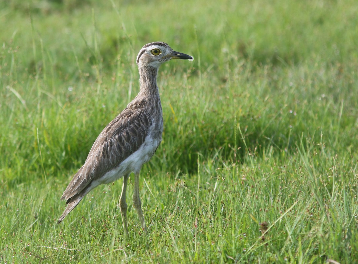 Double-striped Thick-knee - ML623433508