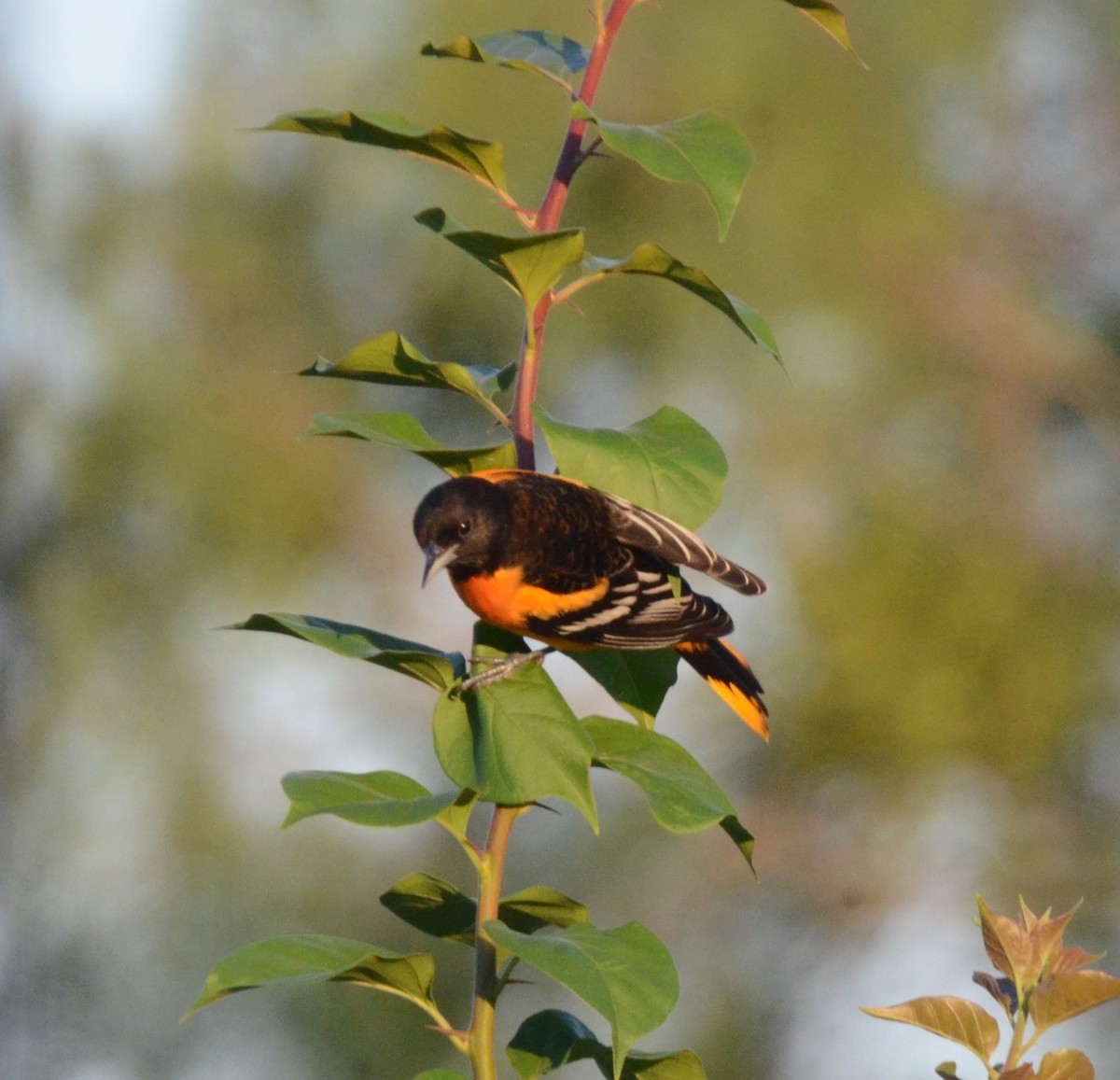 Baltimore Oriole - ML623433509