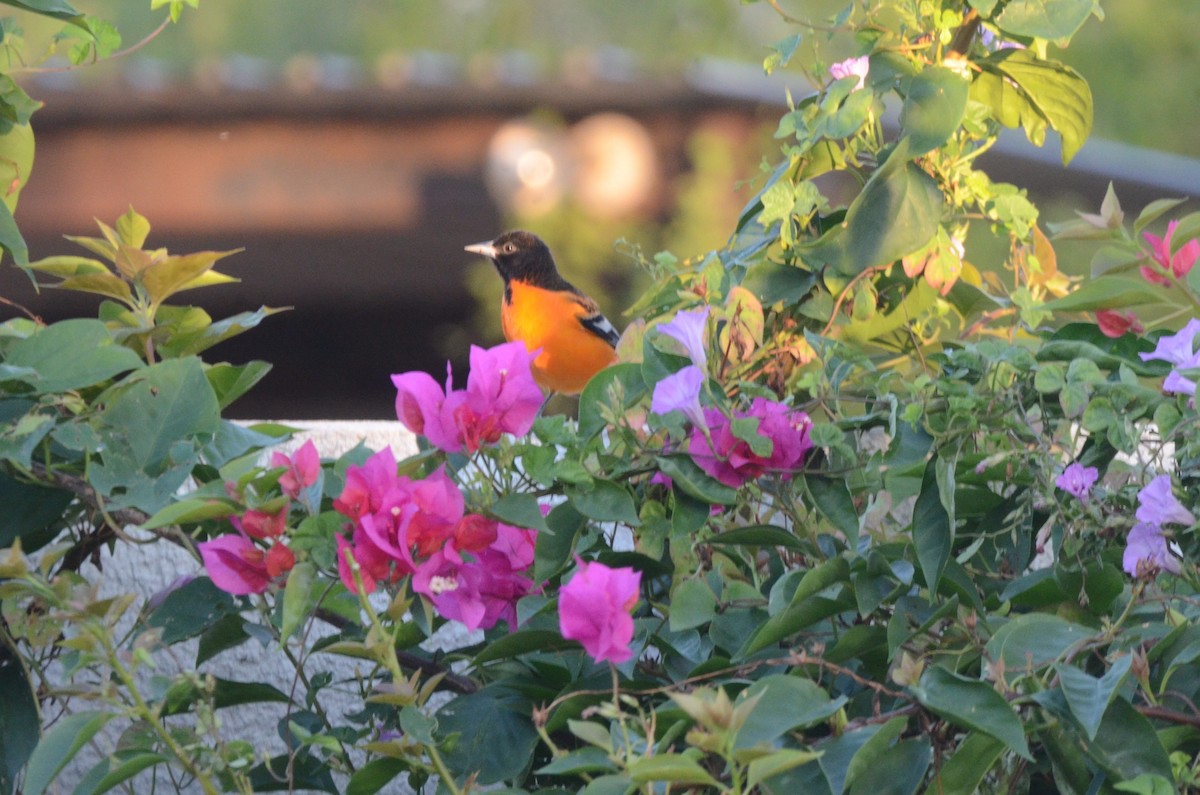 Baltimore Oriole - ML623433510