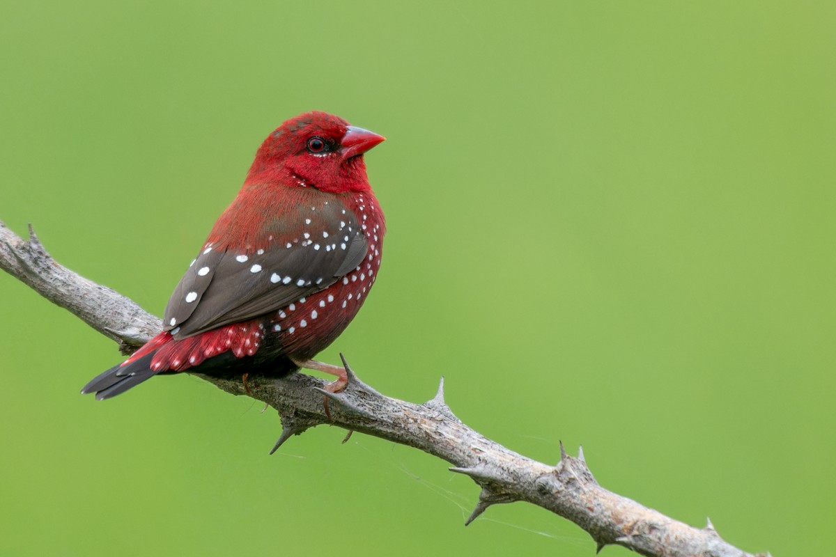 Red Avadavat - ML623433543