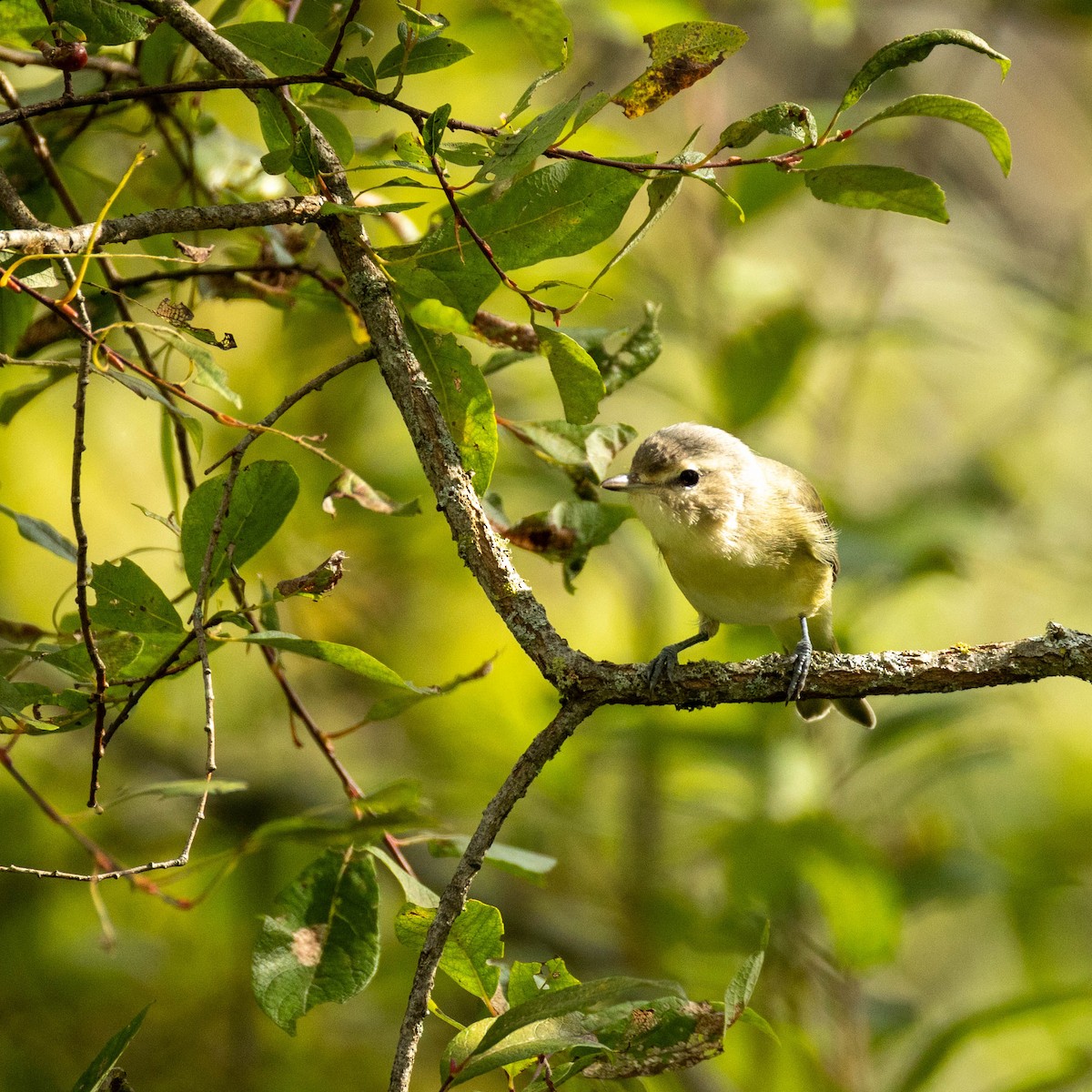 Warbling Vireo - ML623433569