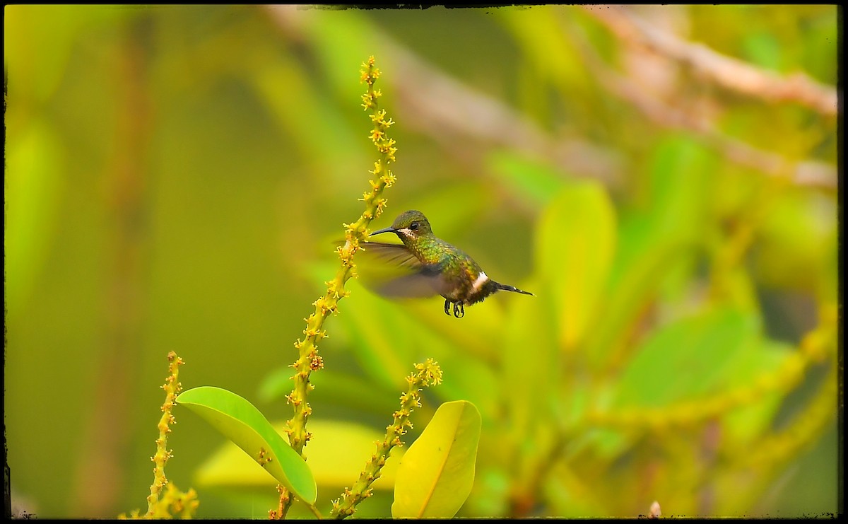 Black-bellied Thorntail - ML623433580