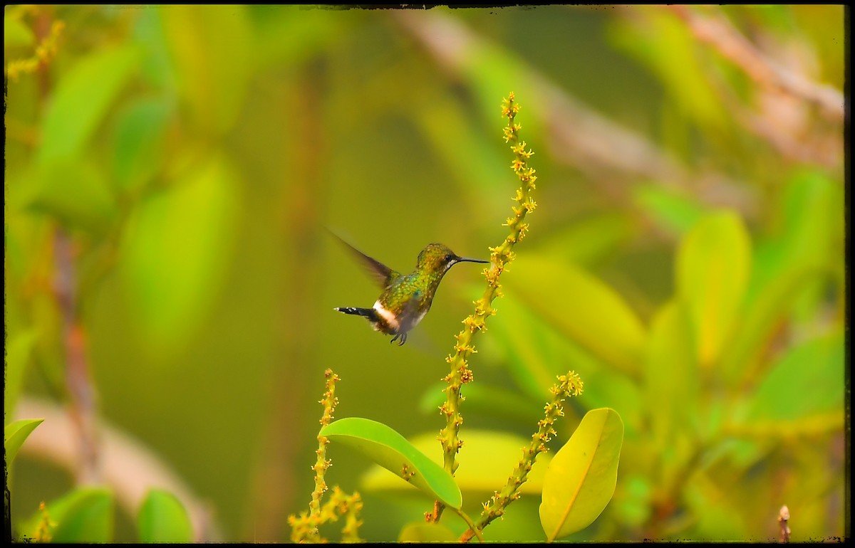 Black-bellied Thorntail - ML623433586