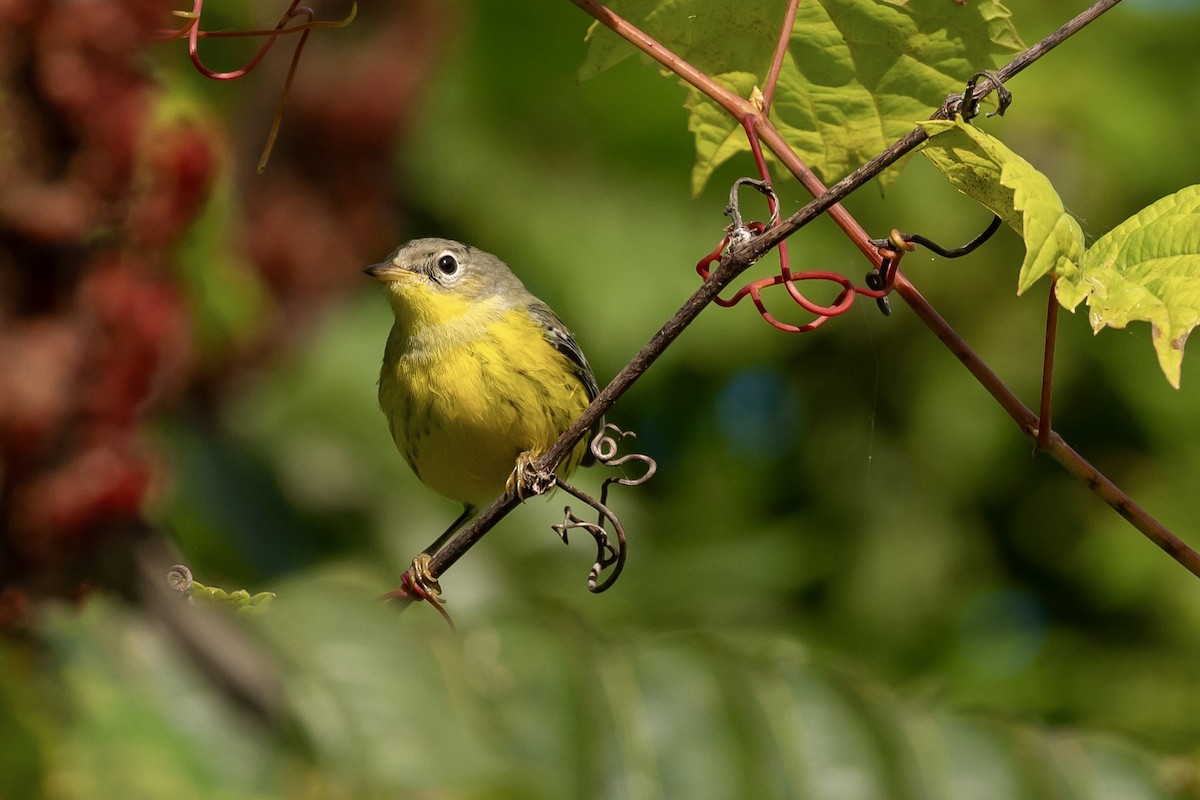 Magnolia Warbler - ML623433626