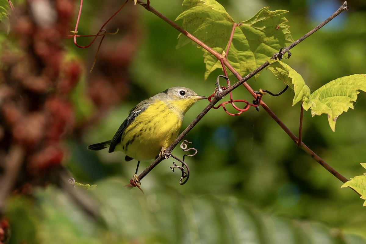 Magnolia Warbler - ML623433627