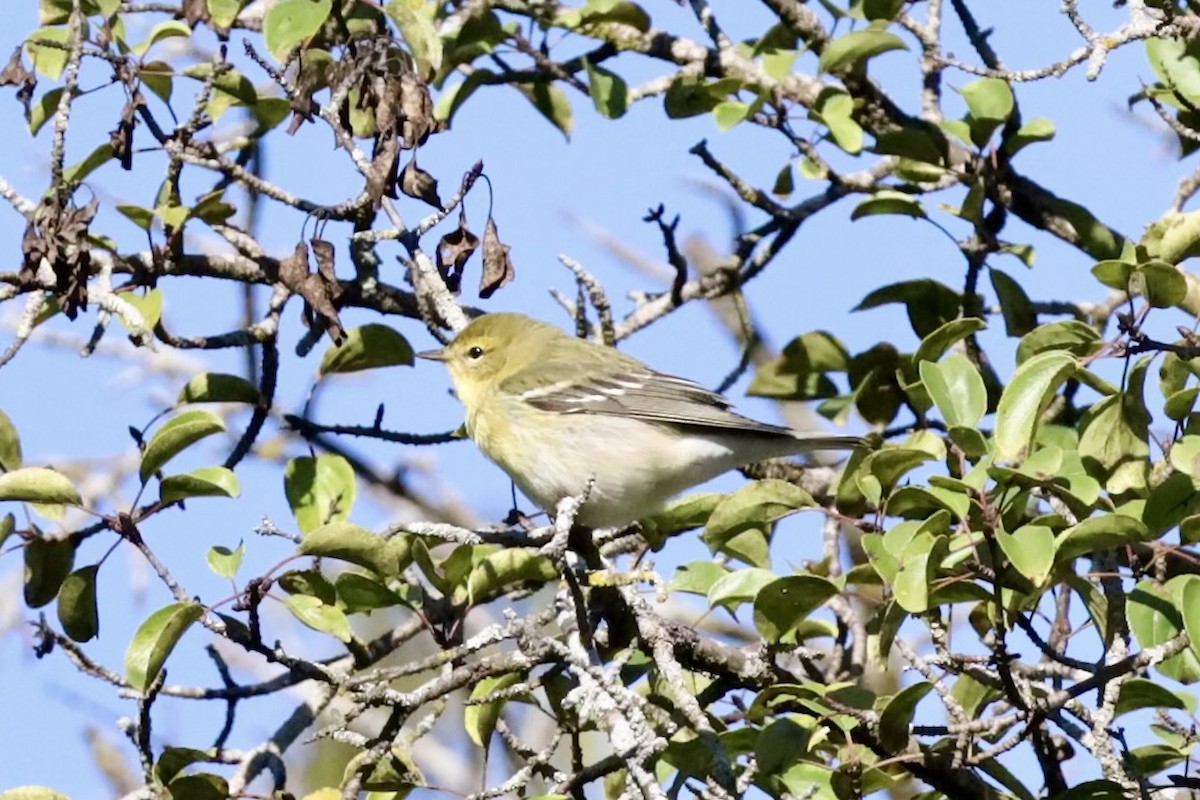 Tennessee Warbler - ML623433747