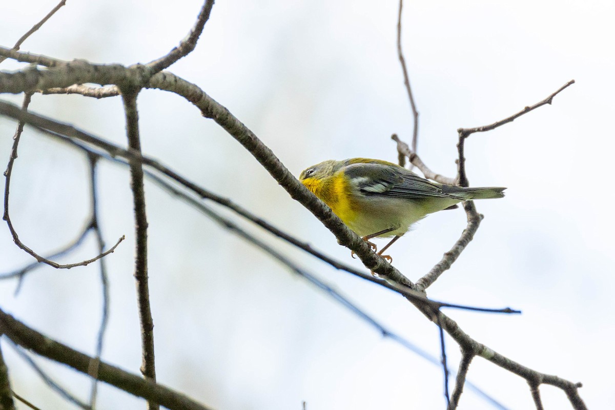 Northern Parula - Nancy Clermont