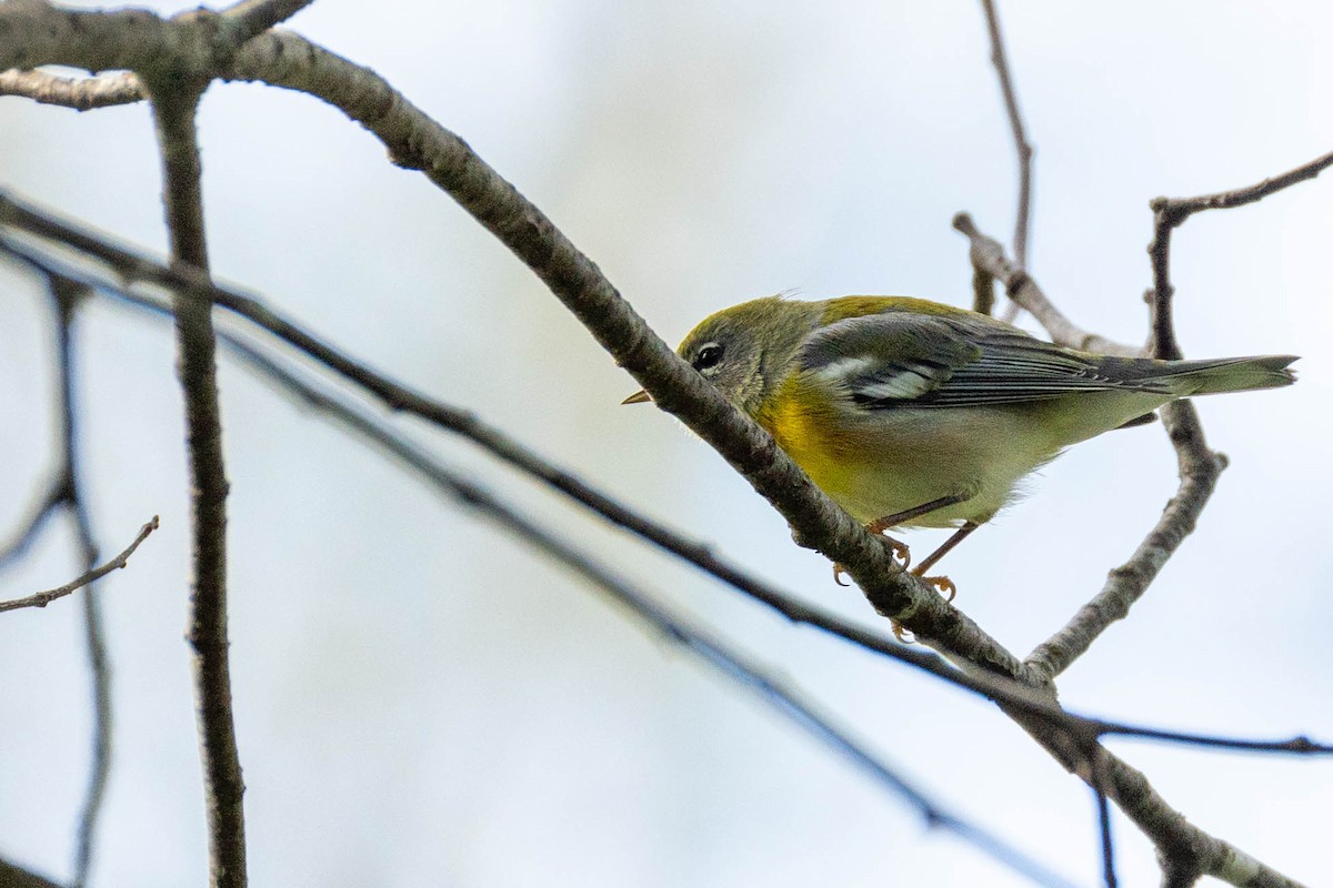 Northern Parula - ML623433751